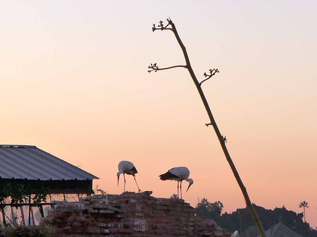 La Sultana - neighbouring storks
