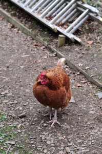 The Old School B&B - friendly chickens