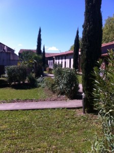 Adonis carcassonne