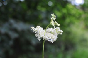 Galloway_Wild_food_Food_Drink_Glasgow11