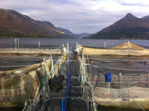 loch leven scottish salmon marine harvest