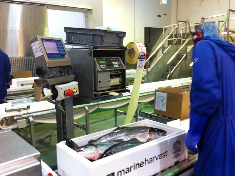 marine harvest scottish salmon