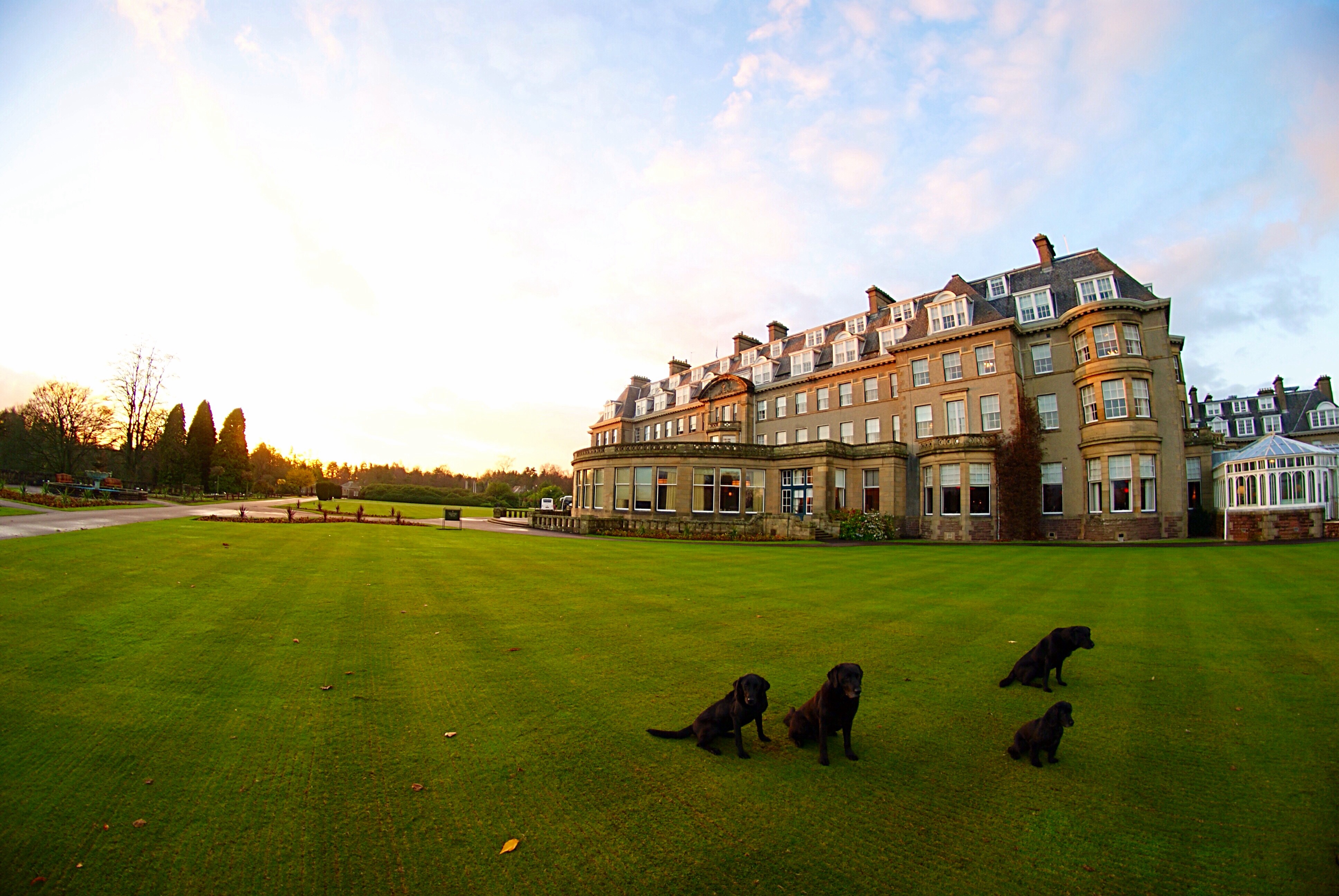 Gleneagles hotel Perthshire scotland gun dog