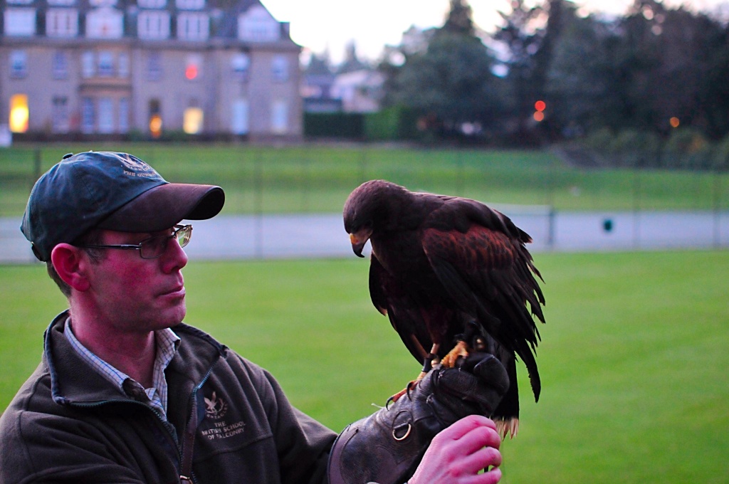 Gleneagles hotel Perthshire scotland falconry