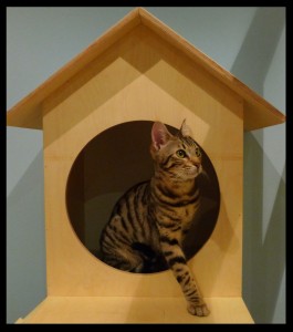 Maison de Moggy cats cat cafe Edinburgh