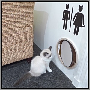 Maison de Moggy cats cat cafe Edinburgh