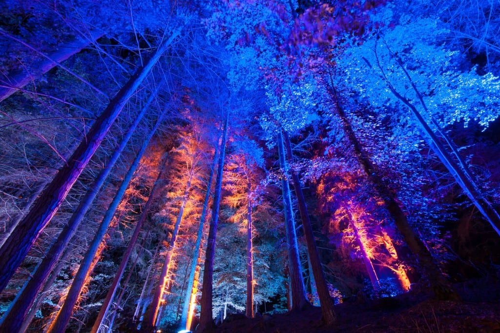enchanted forest pitlochry  
