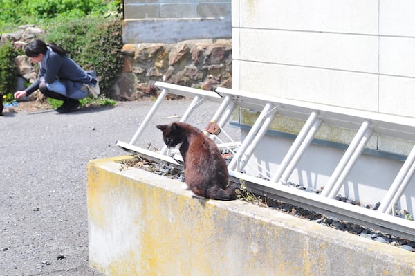 Cat_Island_Japan_cat_ladder