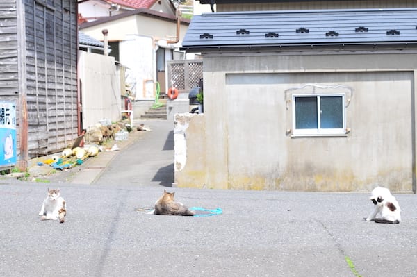 Cat_Island_Japan_loungin_street