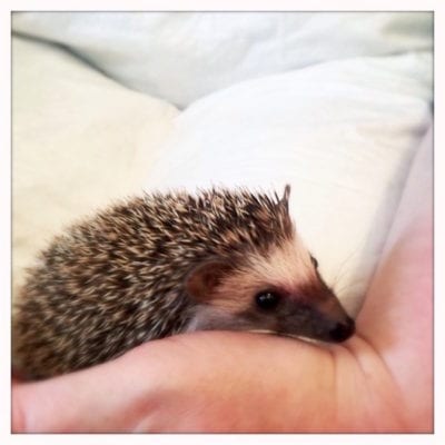 Hedgehog_Cafe_Japan HEdgehog1