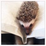 Hedgehog_Cafe_Japan_hedgehog