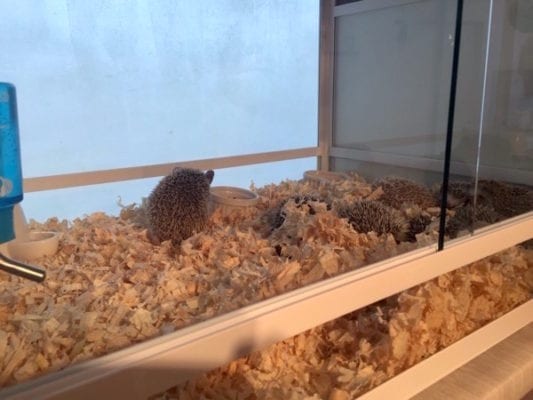 Hedgehog_Cafe_Japan_hedgehogs