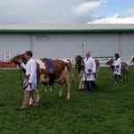 What makes a Supreme Champion cow???