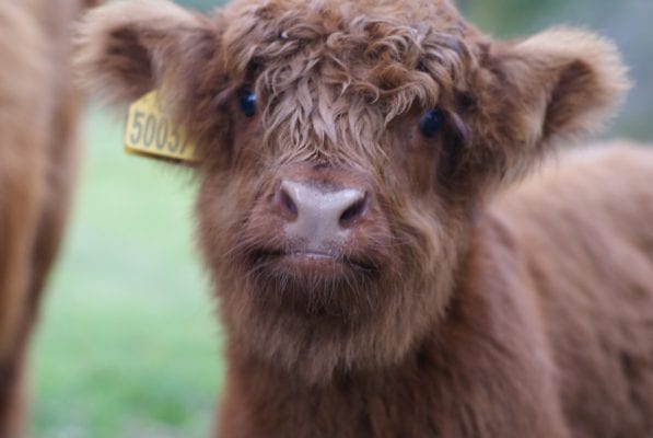 Pollok park highland cow hieland coo