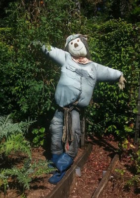 allotment scarecrow