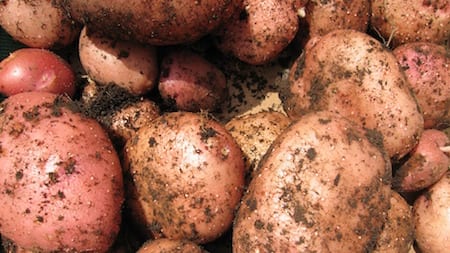 potato growing allotment