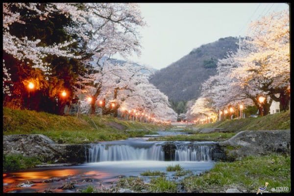 sakura japan 2