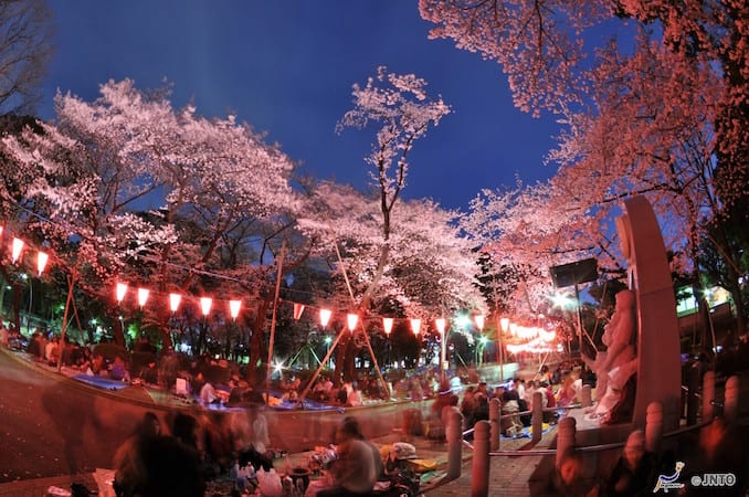 sakura japan