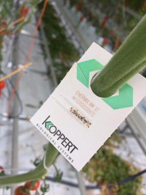 scotty brand aphid trap