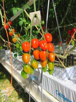 scotty brand tomato bunch