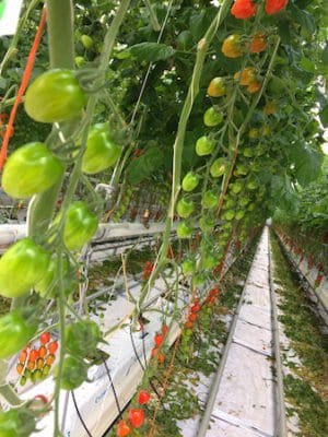 scotty brand tomatoes