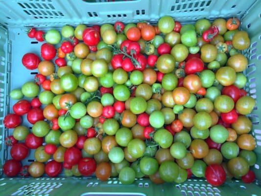 scotty brand tomatoes basket