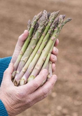 Scottish asparagus Waitrose 