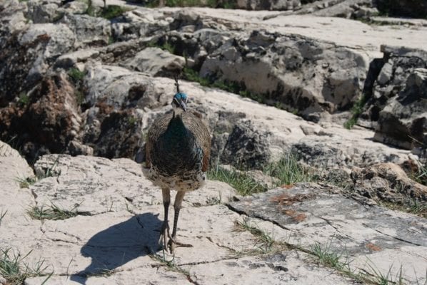 Lokrum island day trip Dubrovnik Croatia 