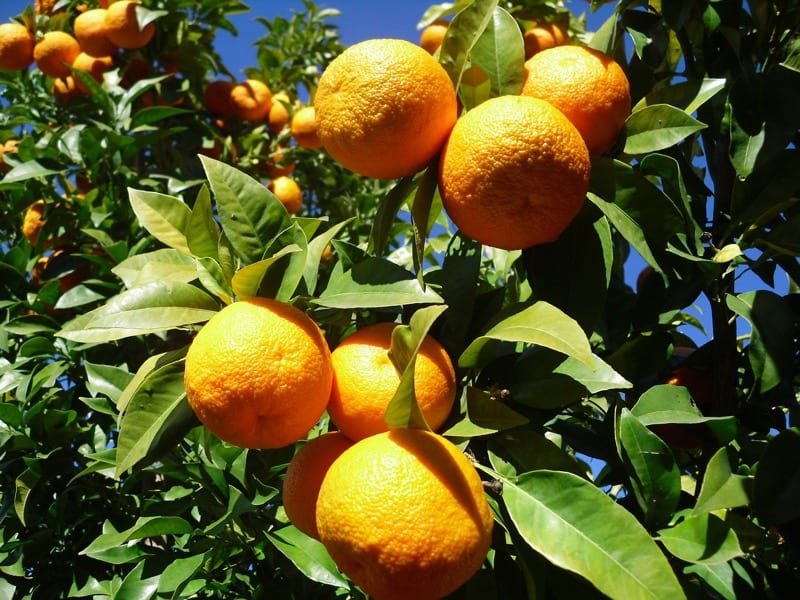 Seville orange