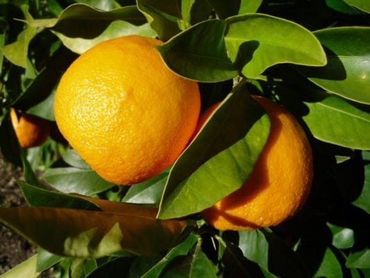 Seville orange 