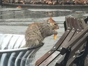 Shake Shack Madison Square Park squirrel