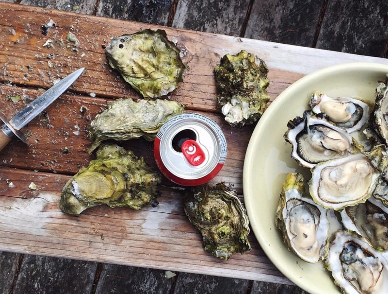 Seafood scotland Oyster shucking 