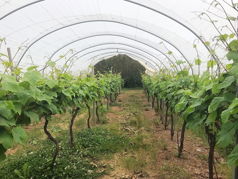 Polgoon vineyard and orchard cornwall foodie Explorers 