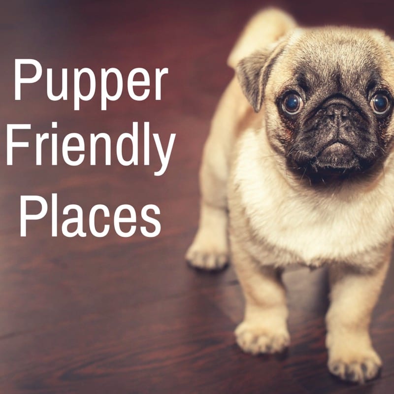 dog friendly pup puppy pupper doggy doggie foodie explorers