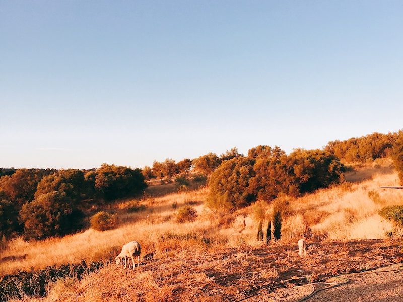 alentejo visit portugal wine