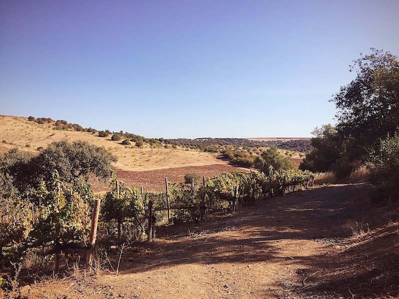 alentejo visit portugal wine