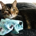 printsfield personalised socks with cats