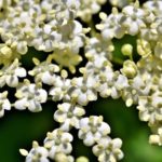 elder flower flower head