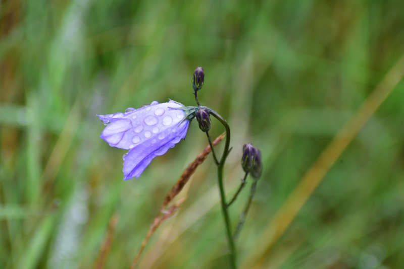 Away a wee walk - harebell flower