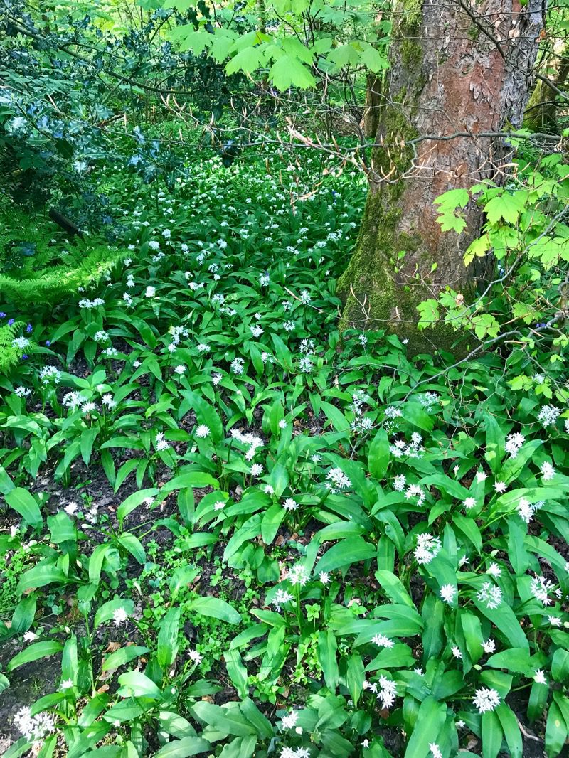 Wild garlic 