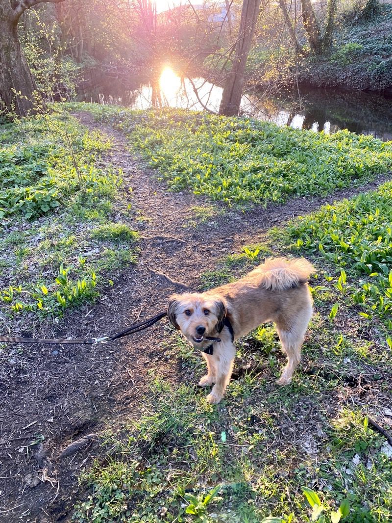 eddie dog and wild garlic