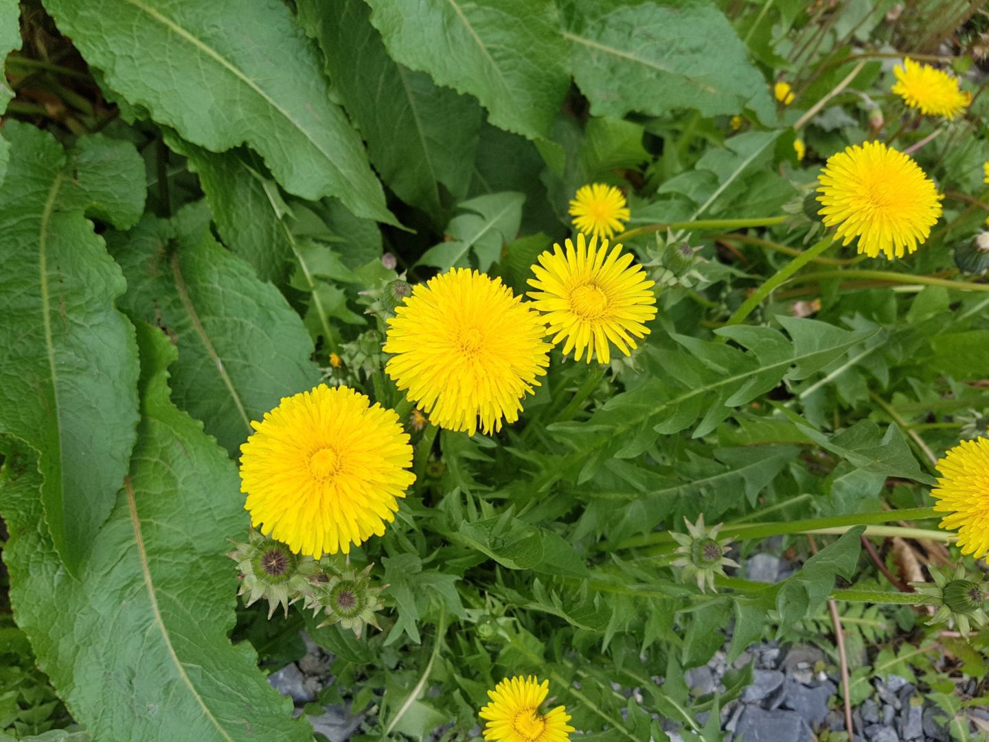 Spring Tea Dandelion