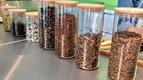 disgusting-food-museum-bug-tasting-bar
