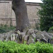 the-hardy-tree-with-gravestones
