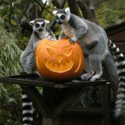 Howl-oween at Bristol Zoo Project