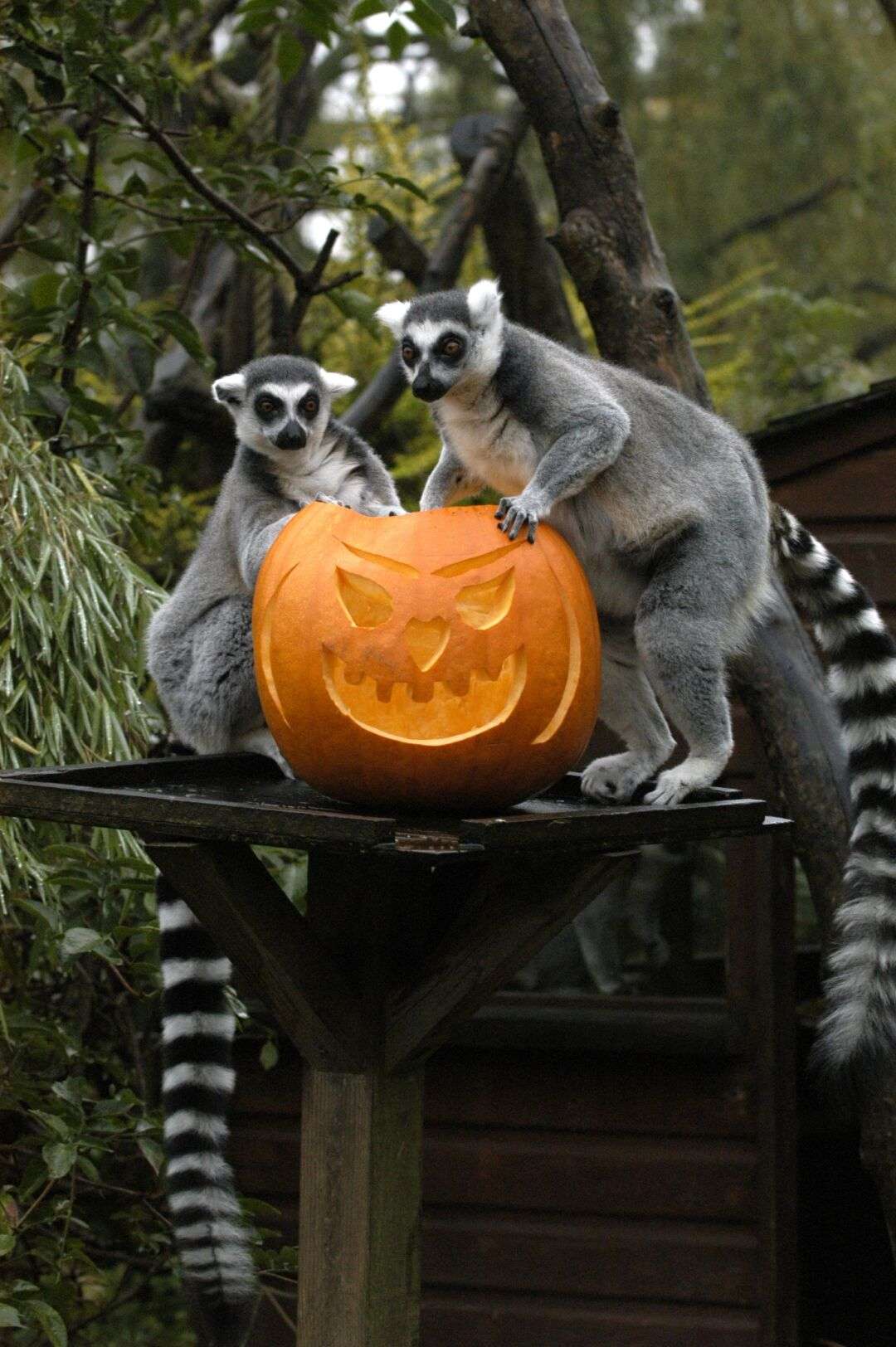 Howl-oween at Bristol Zoo Project