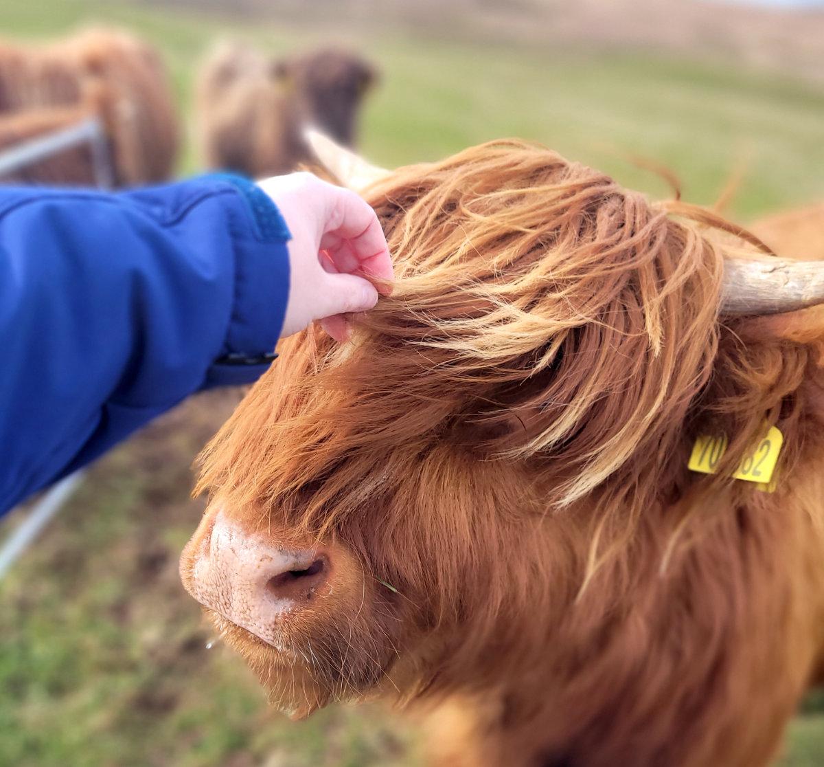 emma petting a highland coo