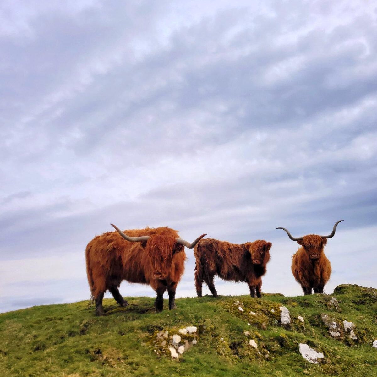 highland coo album cover