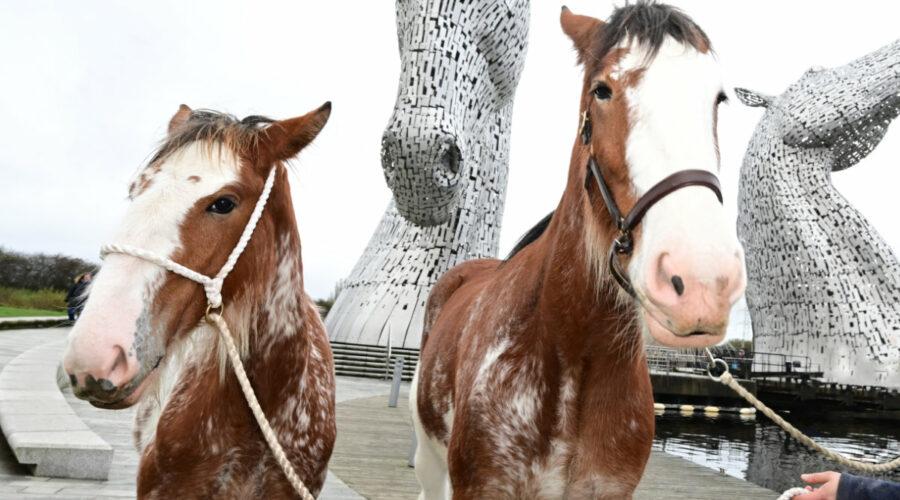 Clydesdales at The Kelpies