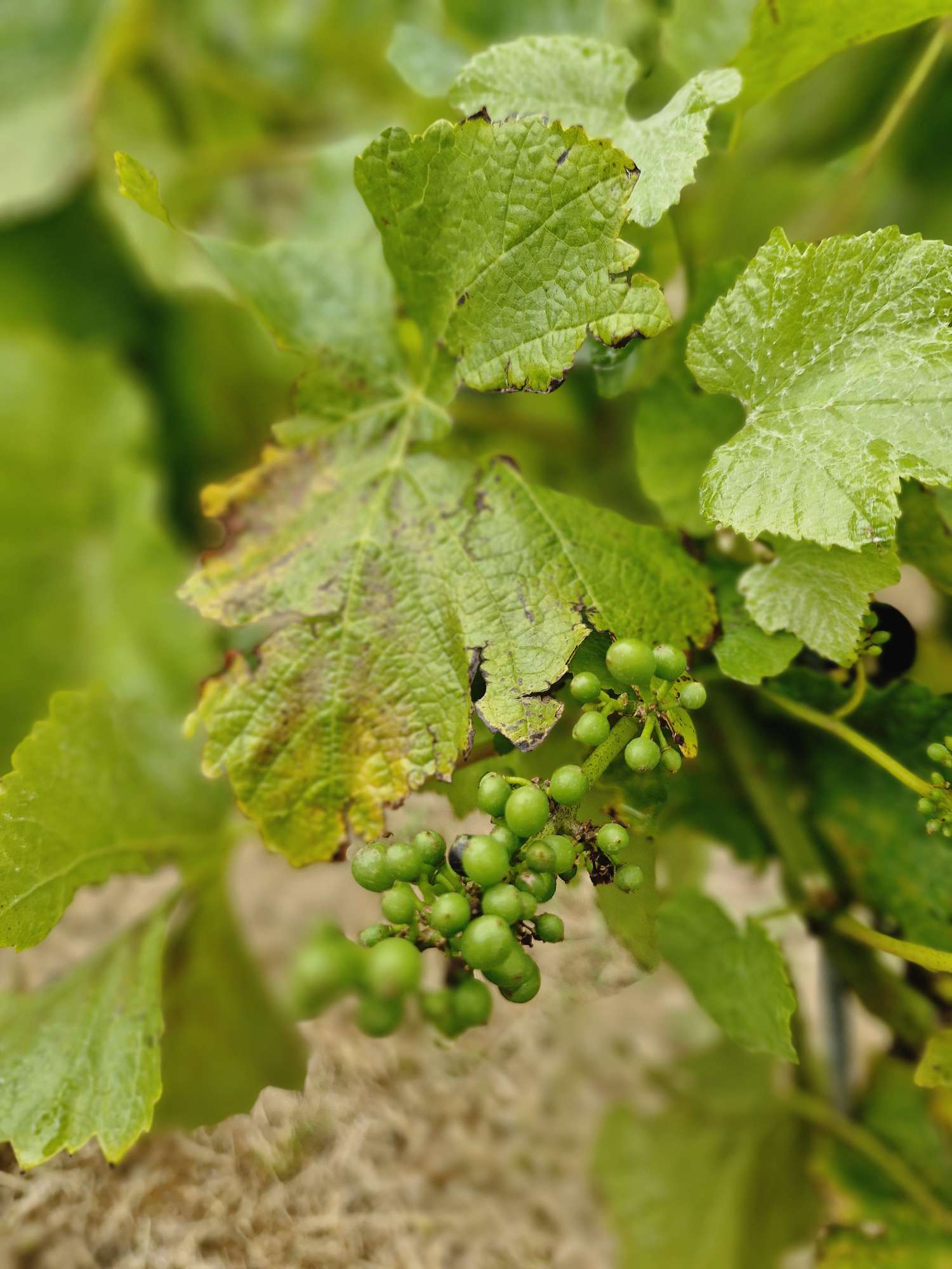 wild west cider and wine